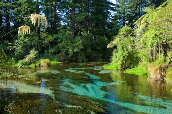 Hamurana featuring a river or creek and forests