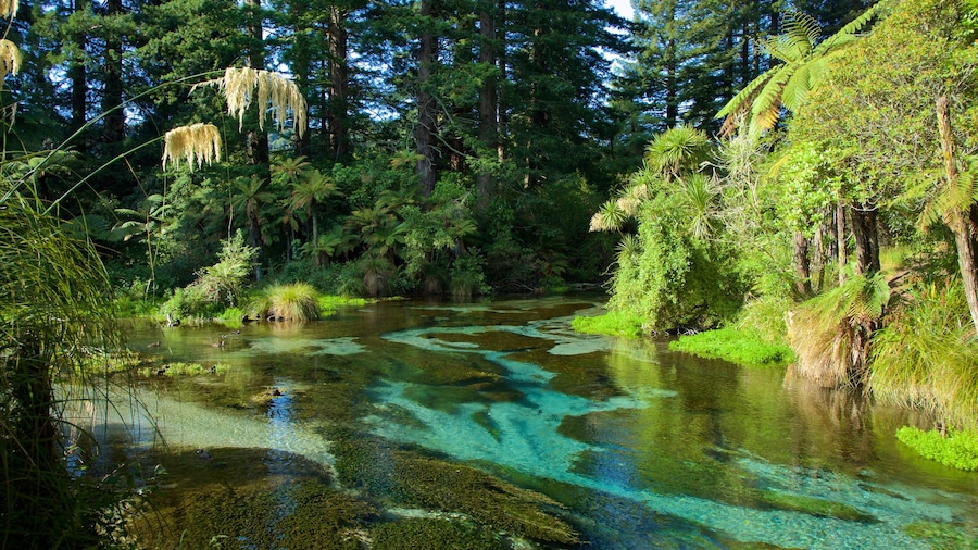 Hamurana inclusief een rivier of beek en bossen