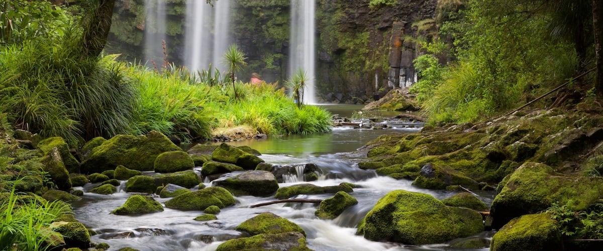 Whangarei Falls que incluye una cascada, un río o arroyo y escenas forestales