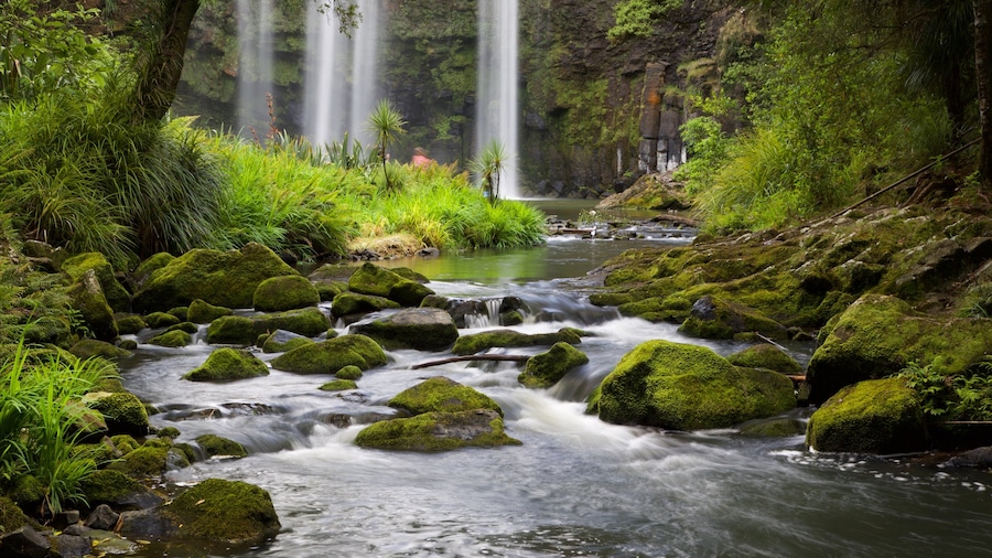 Whangarei Falls inclusief bossen, een rivier of beek en een cascade