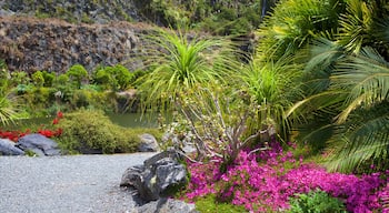 Whangarei Quarry Gardens showing a garden