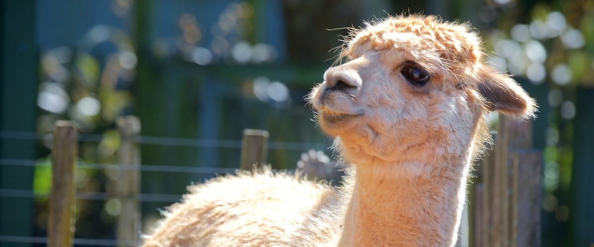 Brooklands Zoo showing cuddly or friendly animals
