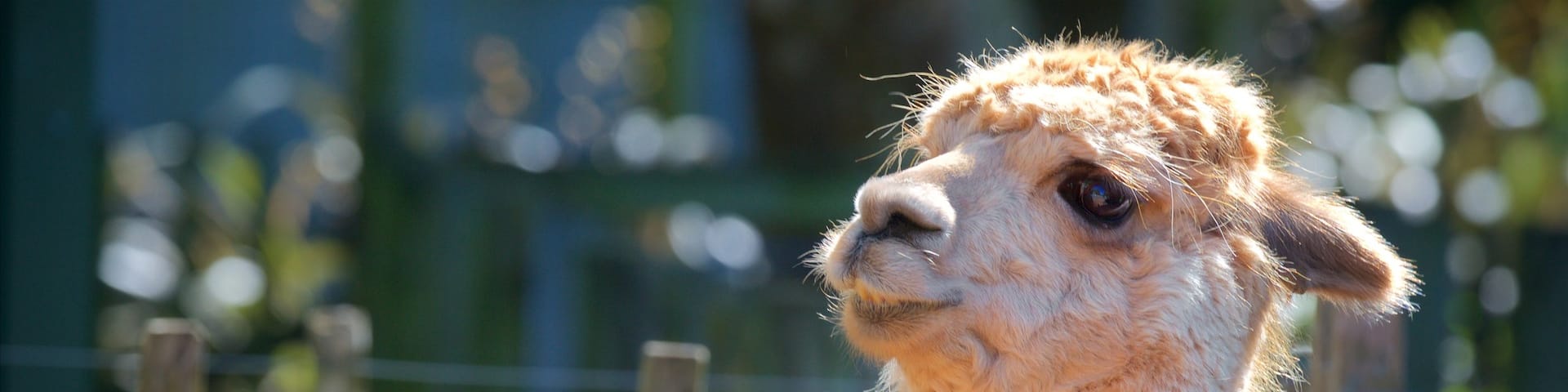 Brooklands Zoo showing cuddly or friendly animals