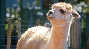 Brooklands Zoo showing cuddly or friendly animals