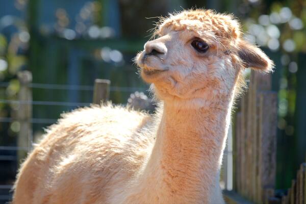 Brooklands Zoo showing cuddly or friendly animals
