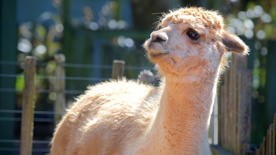 Brooklands zoologiske hage som viser koselige dyr
