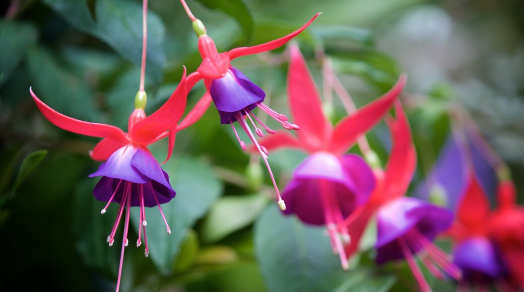 New Plymouth showing flowers