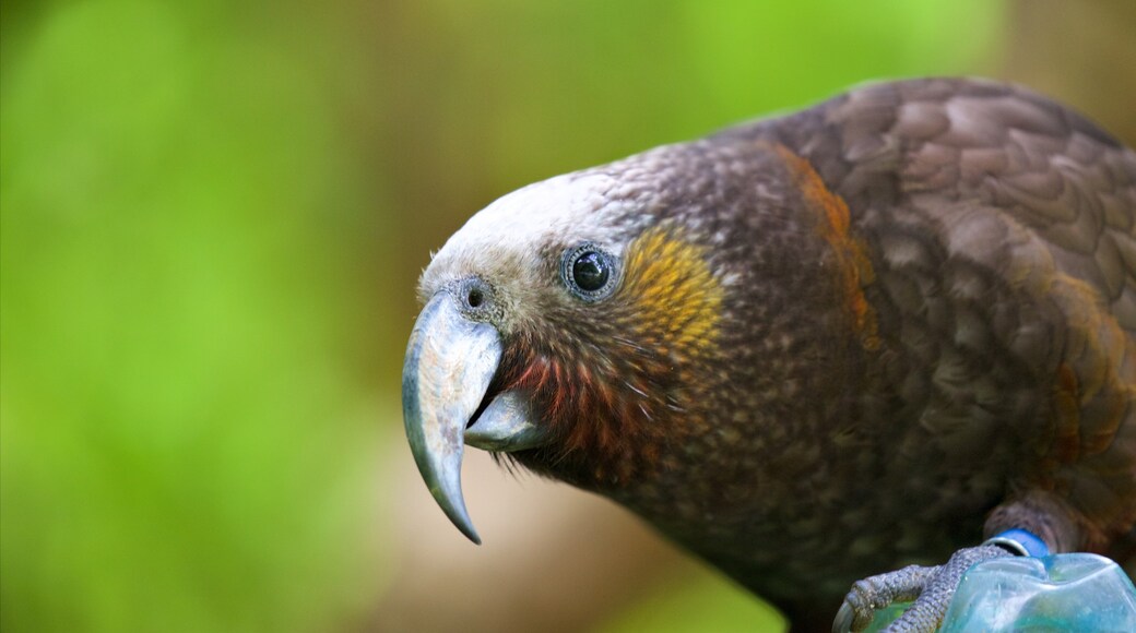 Zealandia showing bird life