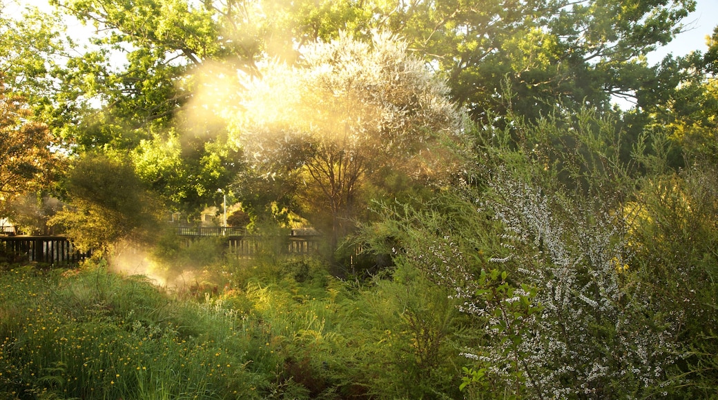 Kuirau Park showing mist or fog, a hot spring and a garden