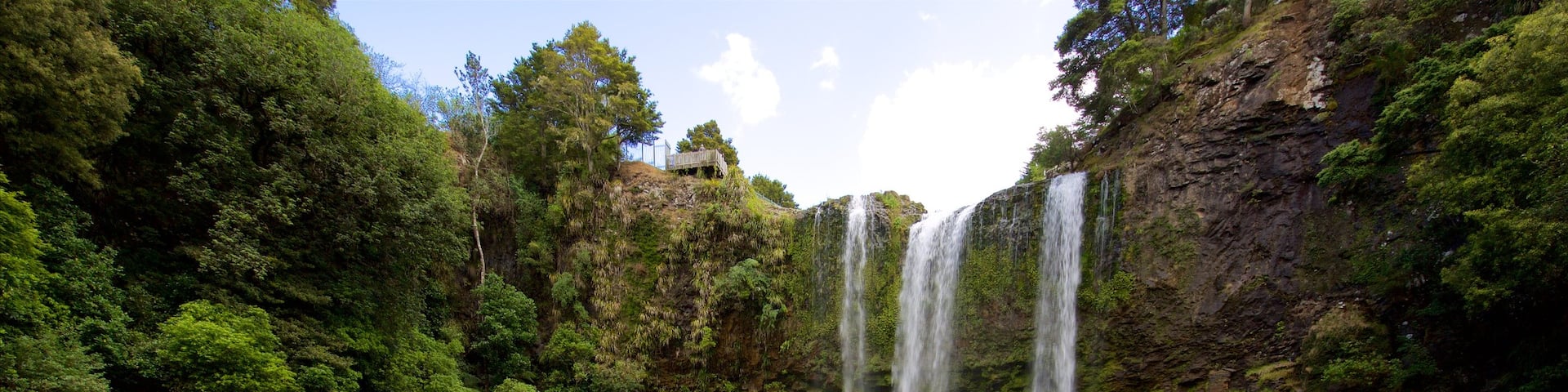 Whangarei Falls showing a cascade, forest scenes and a river or creek