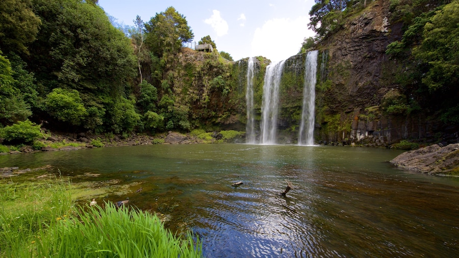 Whangarei Falls mostrando bosques, un río o arroyo y una cascada