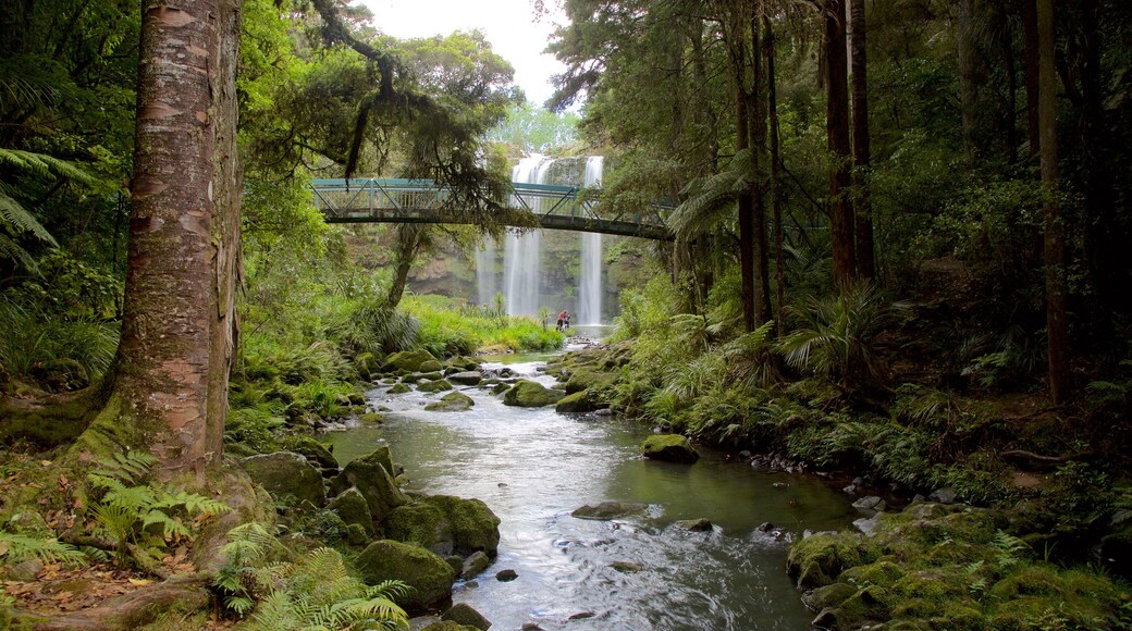 Whangarei Falls showing a bridge, forest scenes and a waterfall