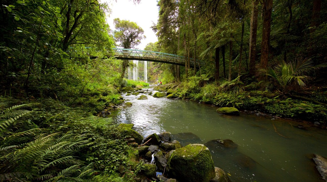 Whangarei Falls featuring a bridge, forests and a river or creek