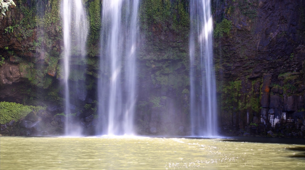 Whangarei Falls featuring a waterfall and a river or creek