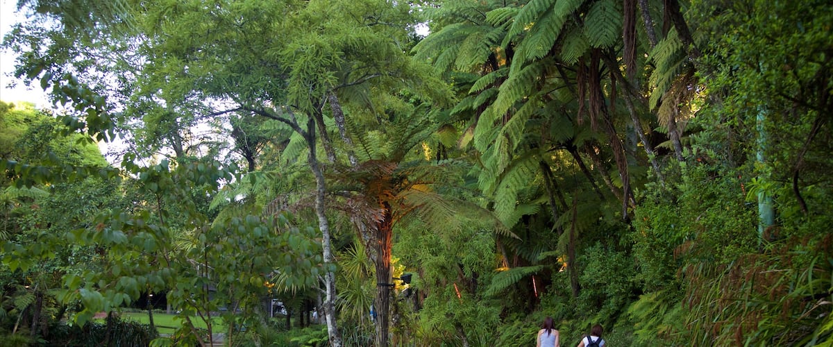 Pukekura Park showing a lake or waterhole and a park