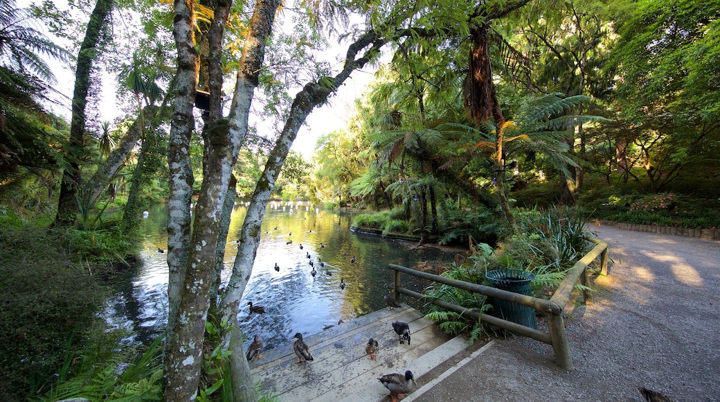 Pukekura Park showing bird life, a park and a lake or waterhole