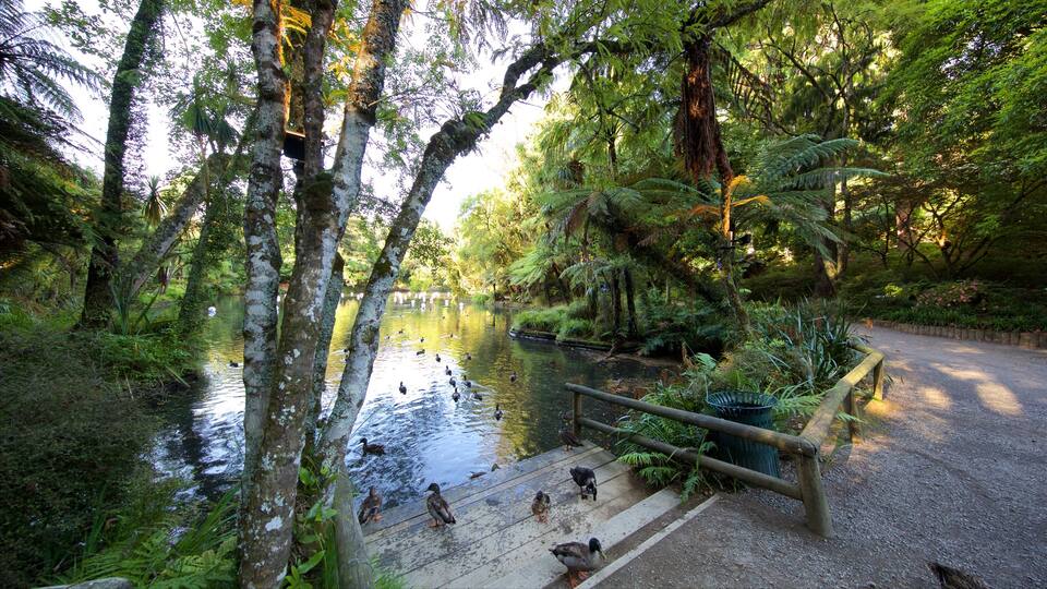 Parc Pukekura mettant en vedette vie des oiseaux, lac ou étang et parc