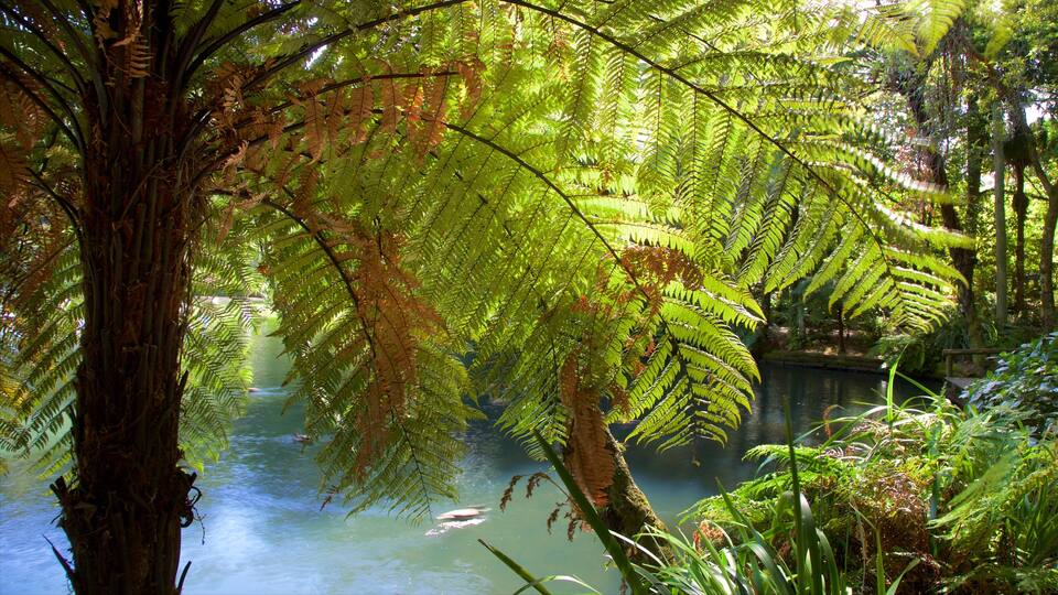Parc Pukekura mettant en vedette jardin et lac ou étang