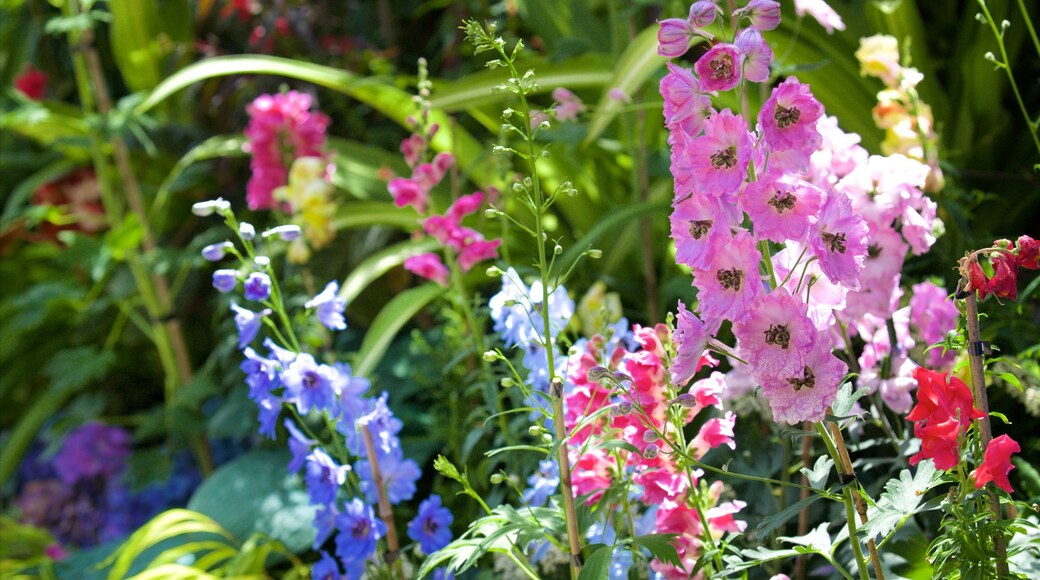 Pukekura Park ofreciendo flores