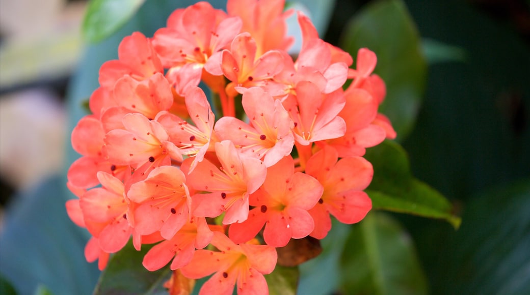 Pukekura Park showing flowers