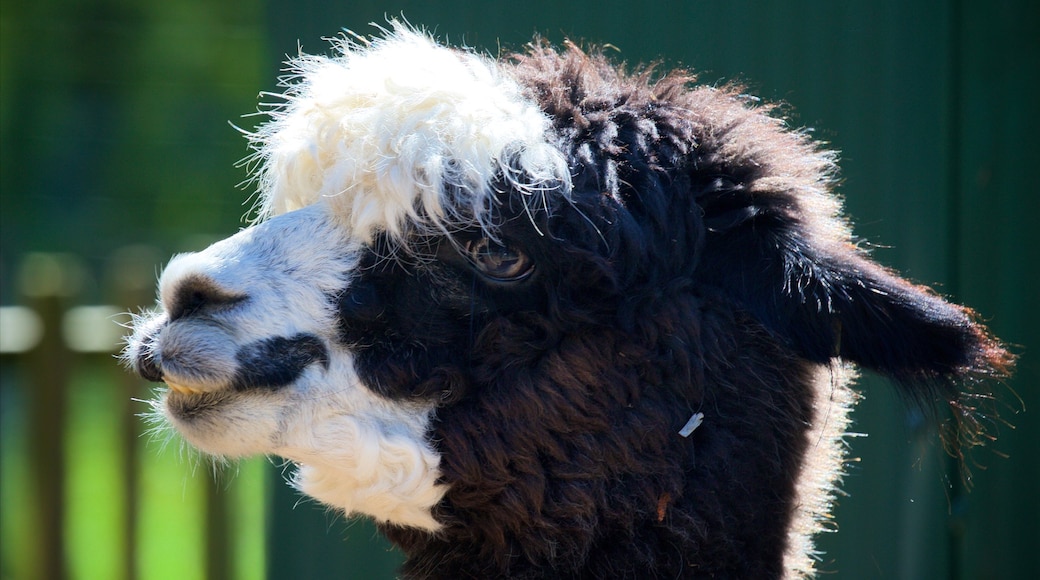 Brooklands Zoo which includes cuddly or friendly animals