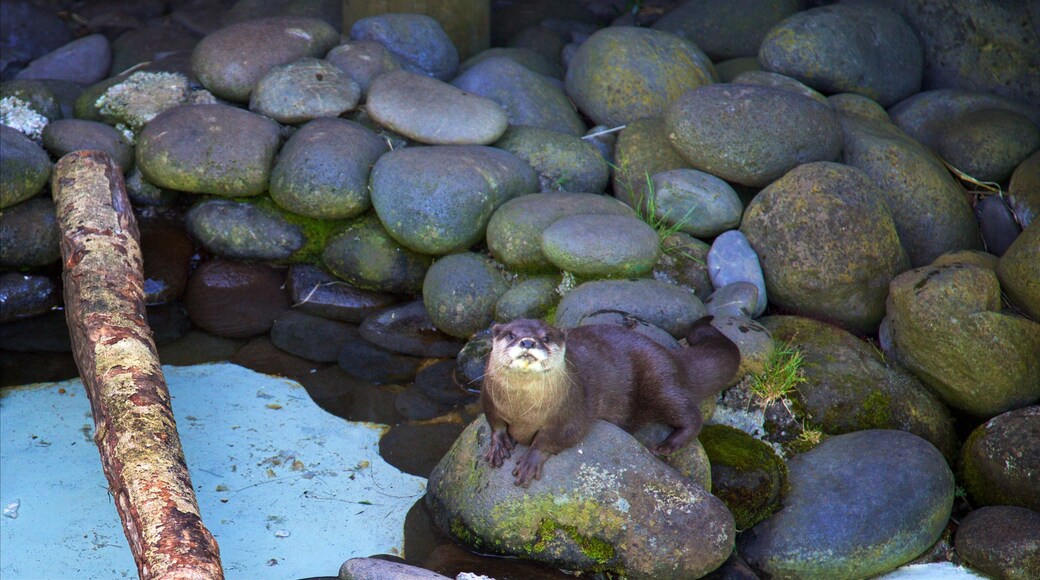 Brooklands Zoo featuring marine life