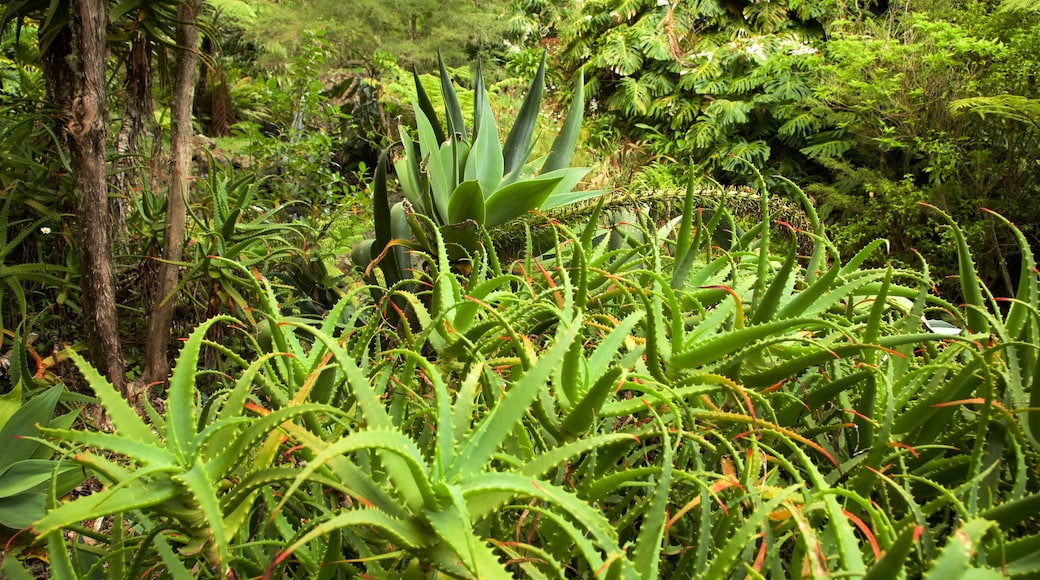 Whangarei Quarry Gardens welches beinhaltet Park