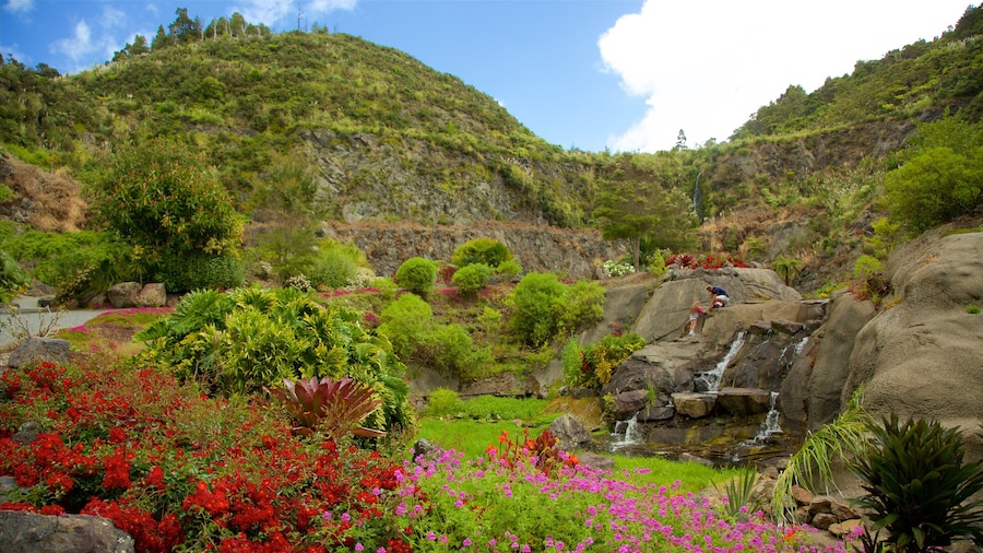 Whangarei Quarry-haverne som omfatter en have