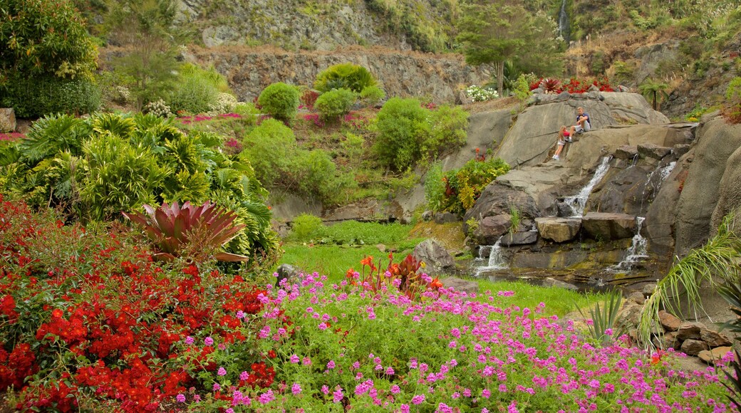 Whangarei Quarry Gardens toont een park en een cascade