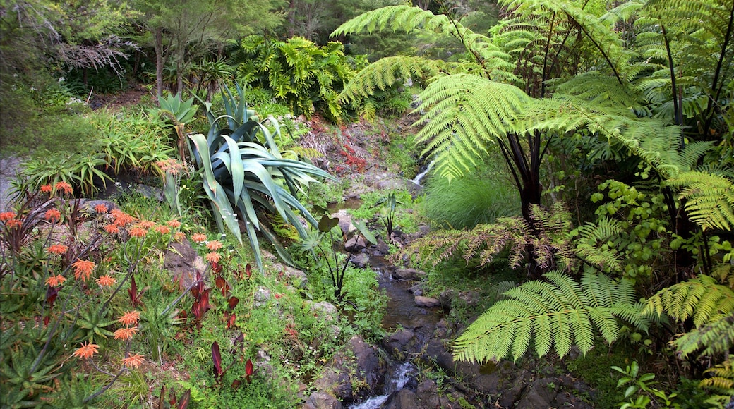 Whangarei Quarry Gardens featuring a park