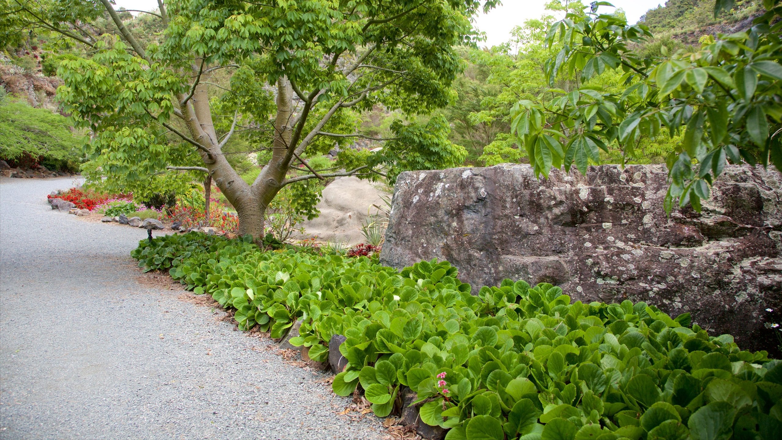 Whangarei Quarry Gardens in Kensington Touren und Aktivitäten