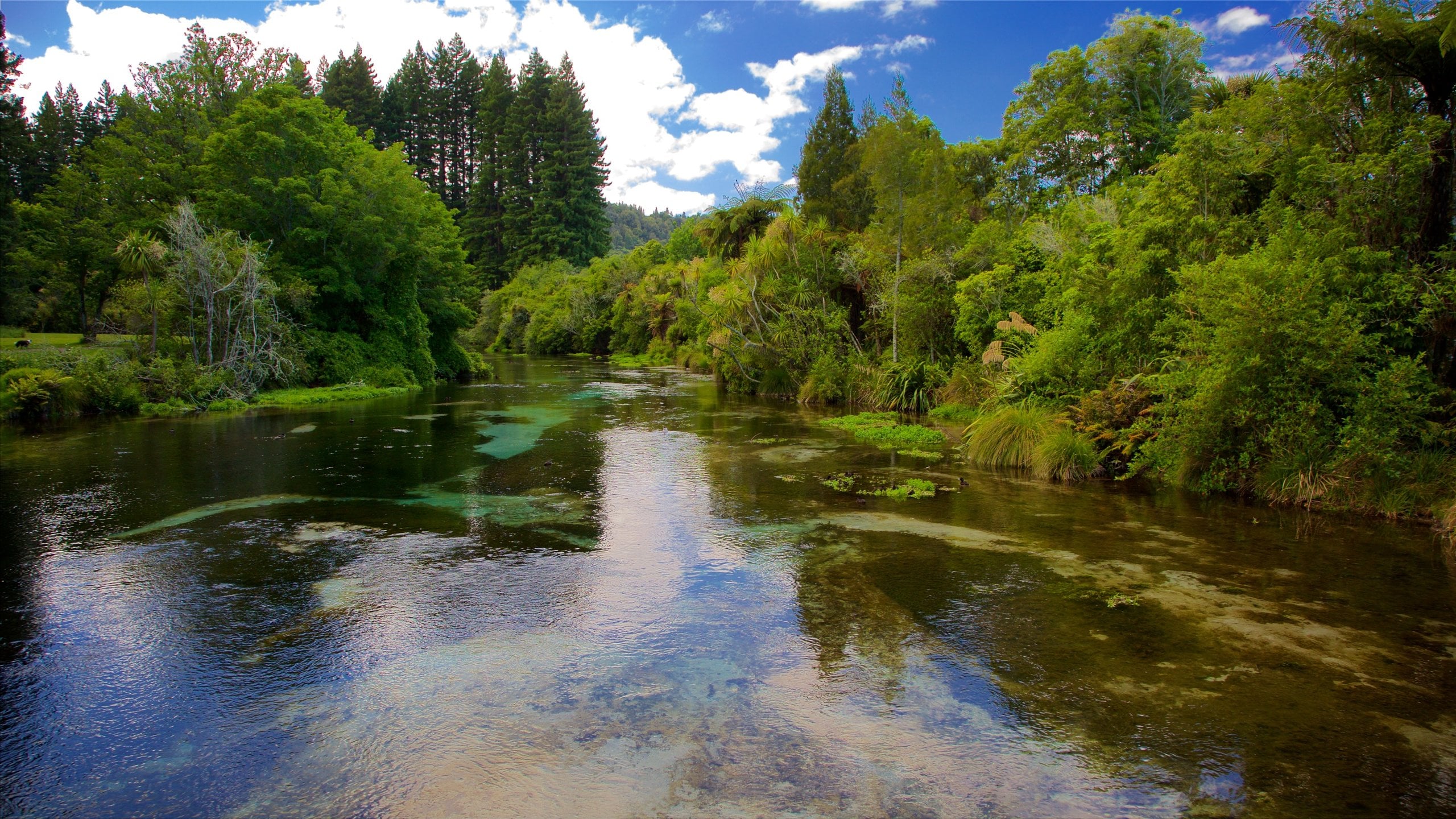 Hamurana Springs, NZ Vacation Rentals: house rentals & more | Vrbo