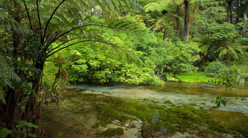 Hamurana Springs mostrando un río o arroyo