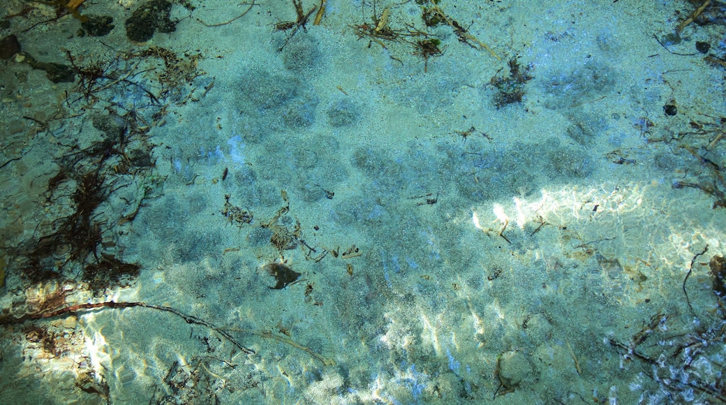 Hamurana que incluye un lago o espejo de agua y aguas termales