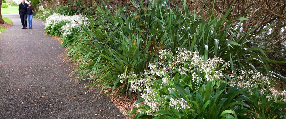 Whangarei featuring a garden as well as a couple