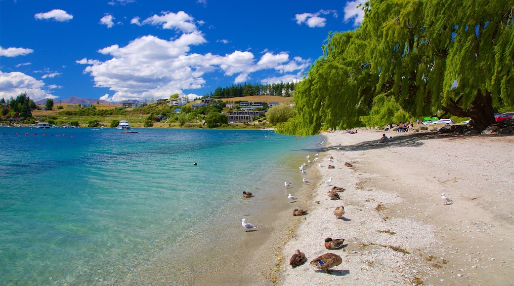 Waitaki District featuring general coastal views, bird life and a sandy beach