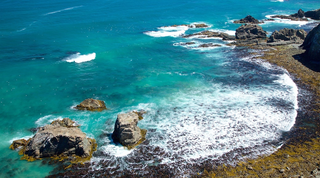 Kaka Point which includes a bay or harbour and rugged coastline