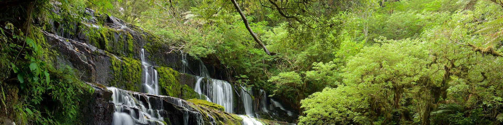 Purakaunui Falls das einen Kaskade, Fluss oder Bach und WĂ€lder