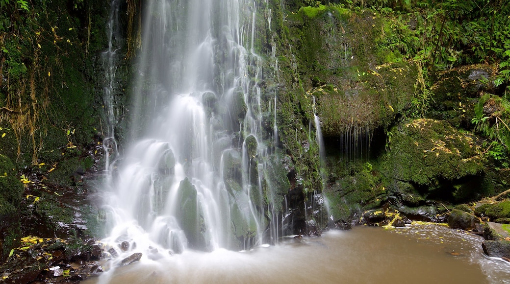 Cascadas Matai mostrando un estanque y una cascada