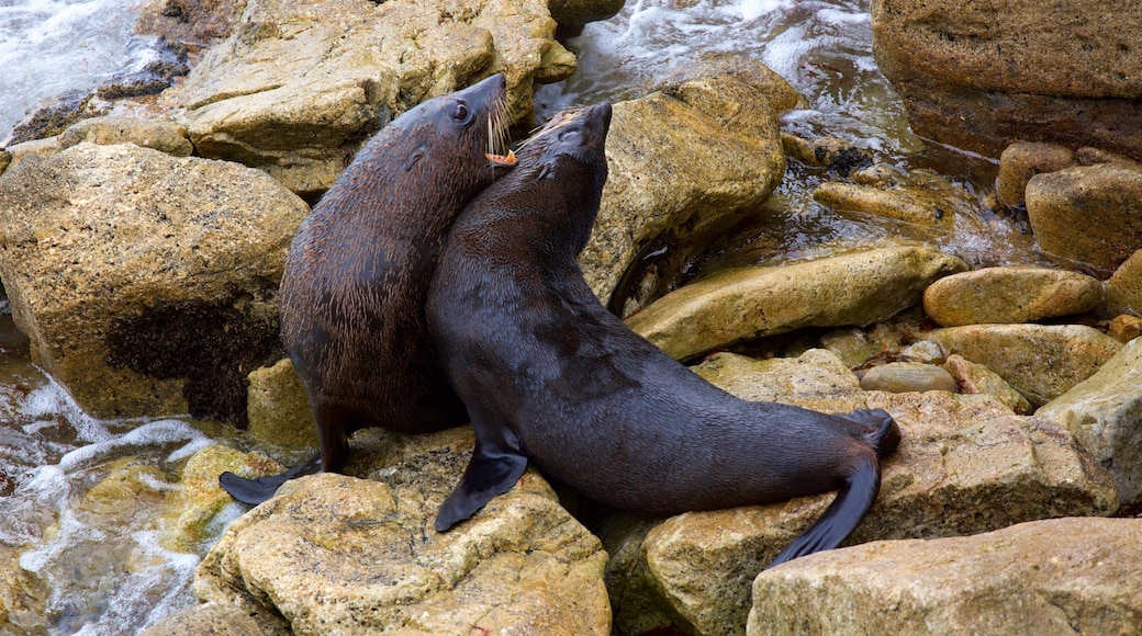 Otago which includes rocky coastline and marine life