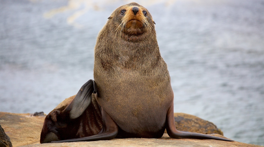 Shag Point Scenic Reserve featuring rugged coastline and marine life