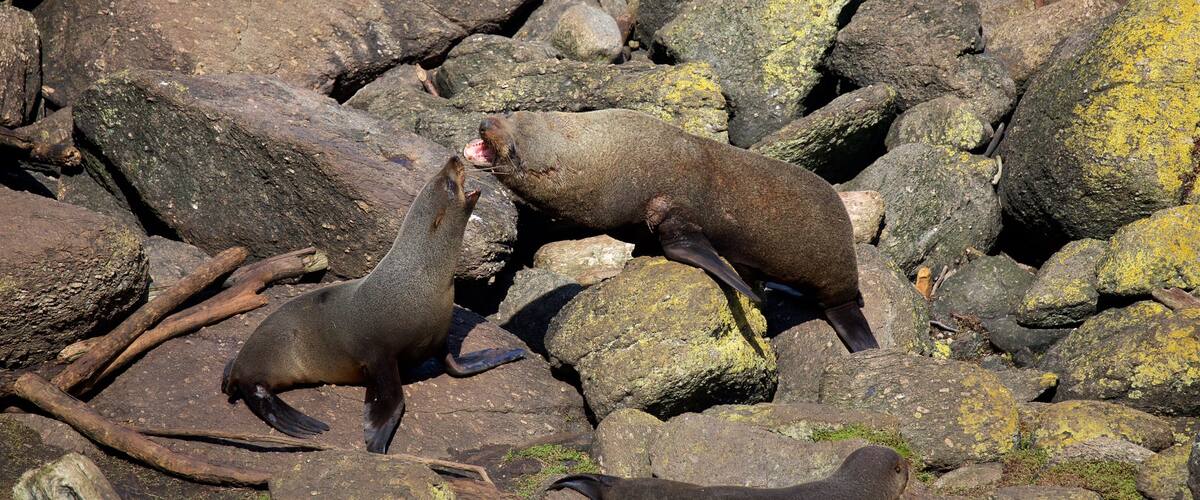 Tauranga Bay Seal Colony which includes marine life and rugged coastline