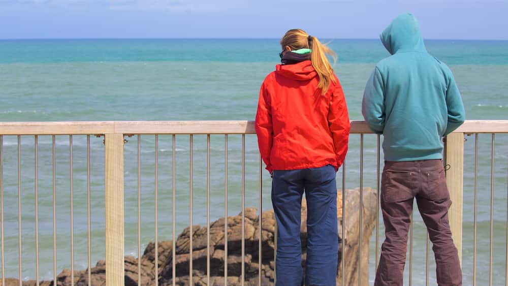 Tauranga Bay Seal Colony which includes general coastal views