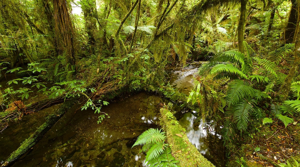 Fox Glacier featuring forests and a river or creek