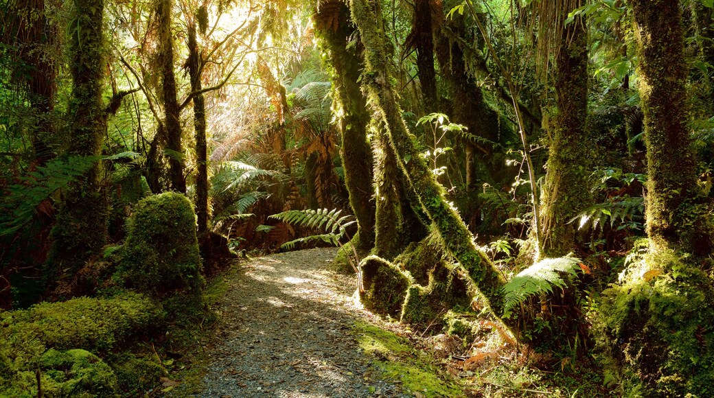 Fox Glacier showing forest scenes