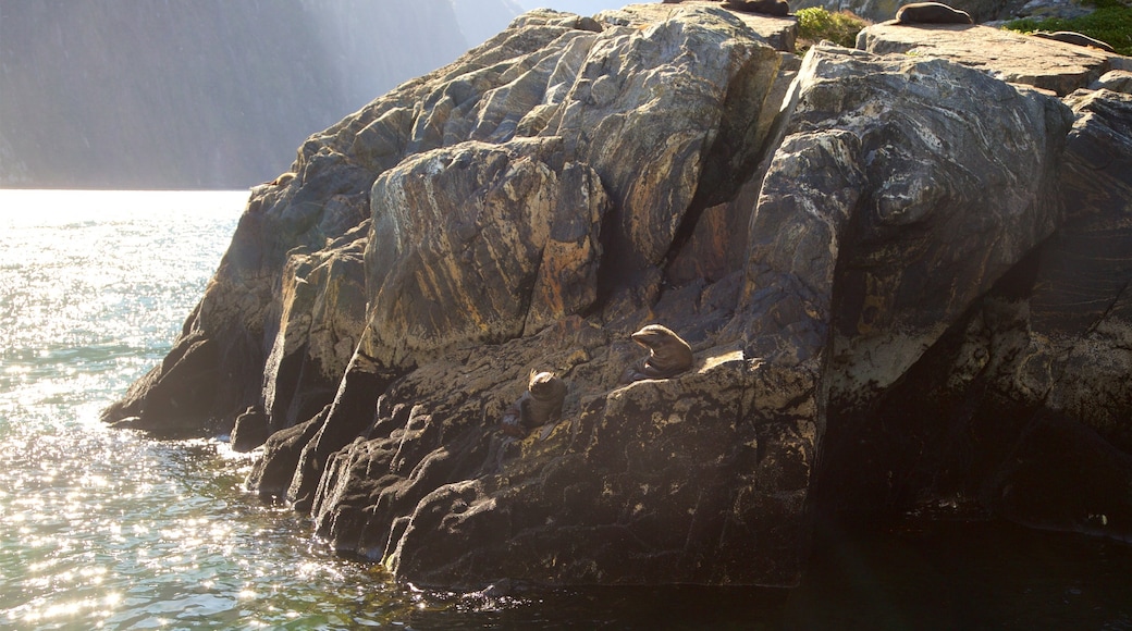 Fiordland National Park caracterizando vida marinha e litoral rochoso