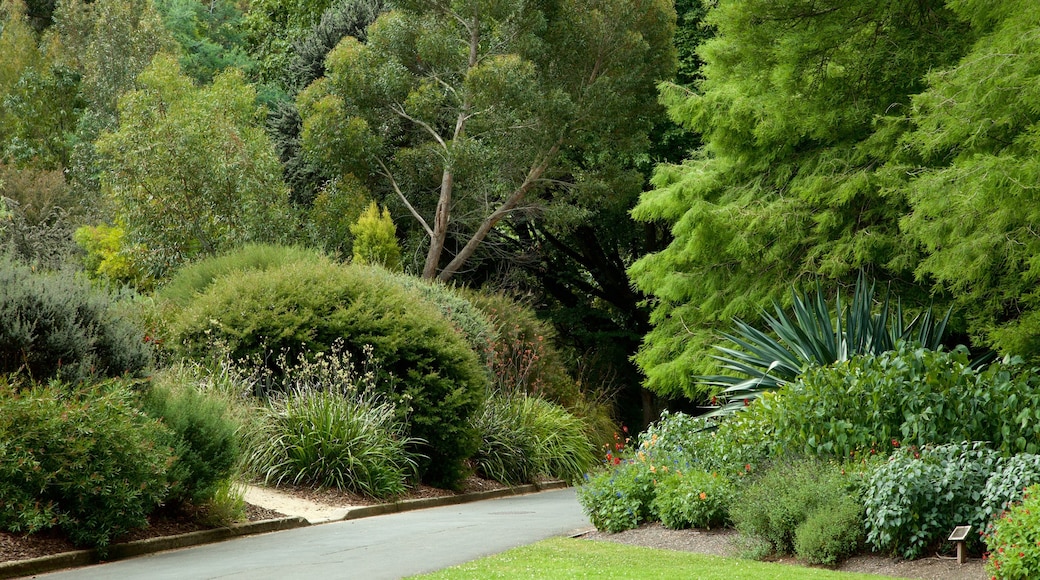 Dunedin Botanic Garden ofreciendo un jardín