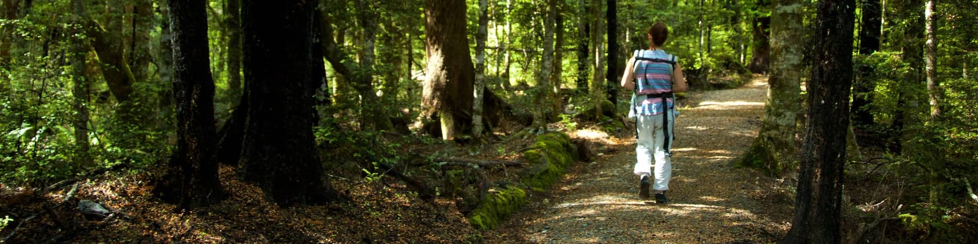 Nelson Lakes Nationalpark welches beinhaltet Wandern oder Spazieren und Waldmotive