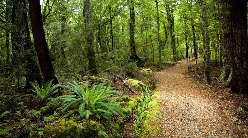 Nelson - Tasmania che include foresta pluviale