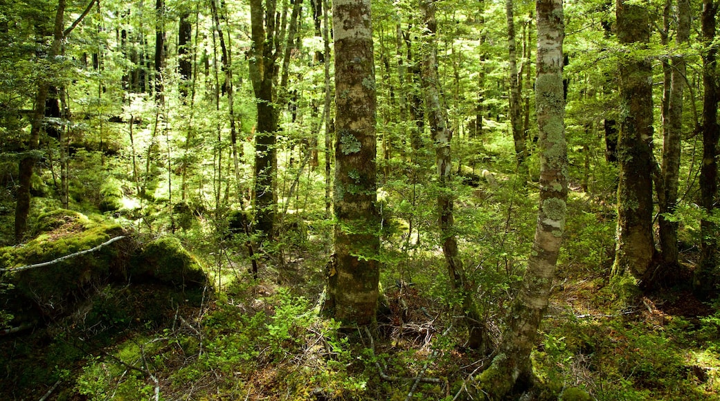 Nelson - Tasman which includes rainforest